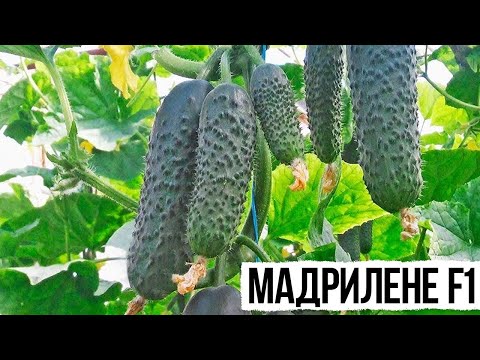 Видео: 🥒 Мадрилене F1 семена огурца партенокарпического (Seminis / Семинис)