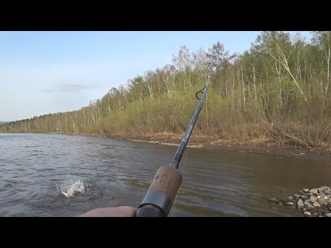 Видео: ТАЙМЕНЬ НА СПИННИНГ на реке Ингода