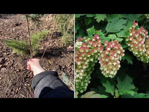 Видео: Вот и весна 25🌞Мартовские заботы🤗#волгоград #растения#полезныесоветы# гортензия#