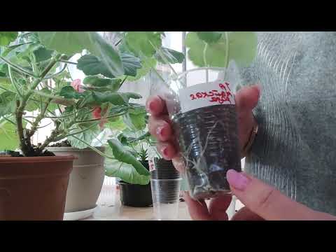 Видео: 11 февраля 2024 г.