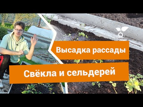 Видео: Свёкла и сельдерей — как и когда высаживать рассаду корнеплодов?