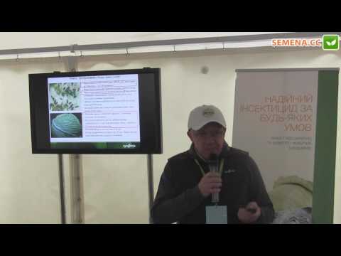 Видео: Система защиты капусты от компании syngenta День поля