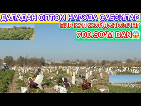 Видео: 700.СУМ ДАН САБЗИЛАР БИР КУЛ ОПТОМ НАРХДА САТЛАДИ 11-ноября 2025 г.