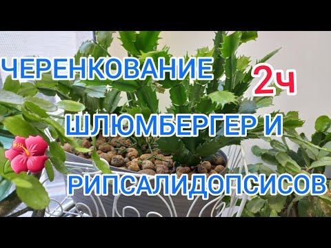Видео: ШЛЮМБЕРГЕРА.ЧЕРЕНКОВАНИЕ,УКОРЕНЕНИЕ,РАЗМН-Е. РЕАНИМАЦИЯ ЧЕРЕНКА!  (..УЧИМСЯ ВЫРАЩИВАТЬ ВМЕСТЕ .2Ч.)