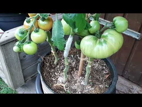 Видео: Мойте домати на тераската и в градинката.27 Юли 2025