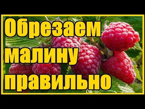 Видео: Правила обрезки-формировки ремонтантной и обычной малины