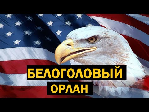 Видео: 🦅 Белоголовый орлан | Всё о главном символе США