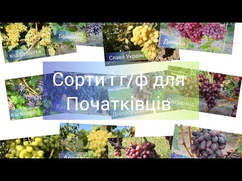 Видео: Сорти і гібридні форми для початківців.Що посадити.