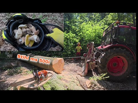 Видео: Заготовка древесины + БОНУС, который порадует каждого грибника, Amles, Stihl ms 500i, Работа в лесу
