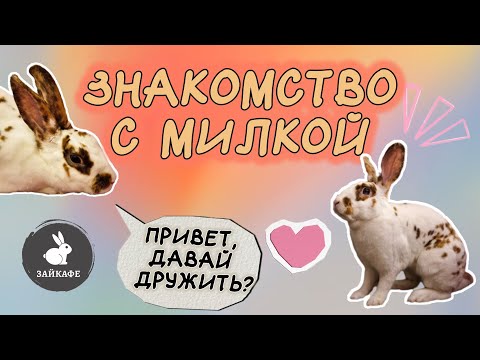 Видео: Кто такая Милка и почему она особенная?
