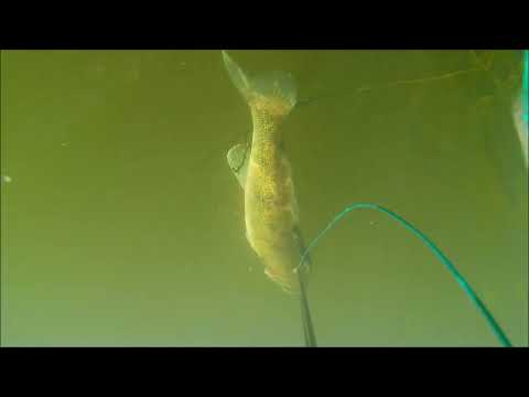 Видео: Большая река Судаки,Язи и многое другое