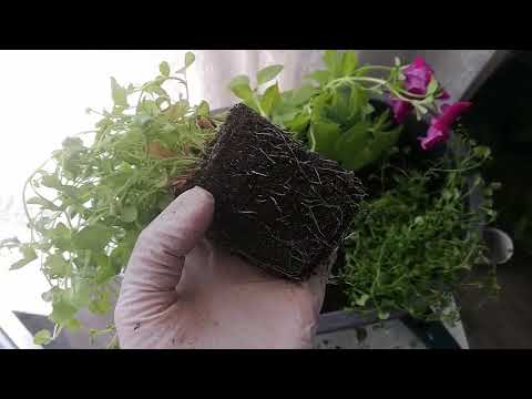 Видео: Балконные кашпо 2018. Высадка цветов. Часть 1