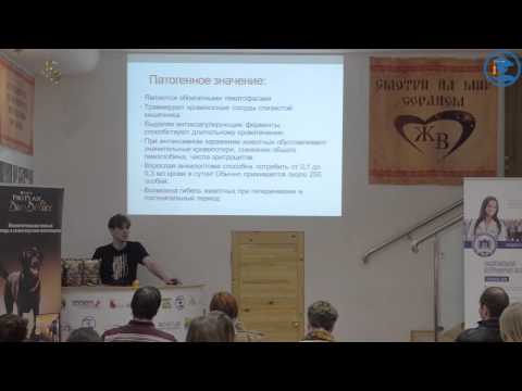 Видео: «Токсокароз. Дипилидиоз» Коняев С. В. в ВЦ ЗООВЕТ