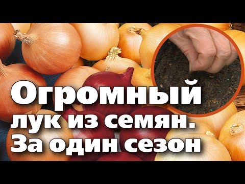 Видео: КАК ВЫРАСТИТЬ РЕПЧАТЫЙ ЛУК ИЗ СЕМЯН. От посева на рассаду до сбора урожая