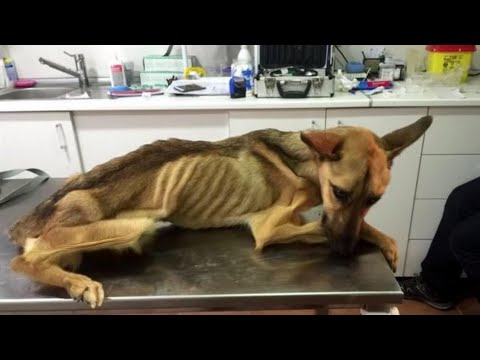 Видео: Она умерла от голода... Но теперь Barilla живет жизнью, которой заслуживает каждая собака!