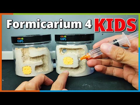 Видео: Как СОЗДАТЬ муравьиную ферму для НАЧИНАЮЩИХ | D colony