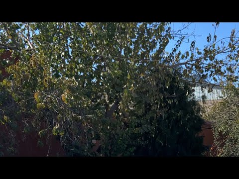 Видео: 13,сотик турар жой ўрни сотилади Хонқа Мадирдан Xonqa Oqsaroy в прямом эфире!