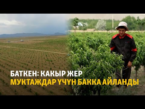 Видео: Баткен: какыр жер муктаждар үчүн бакка айланды