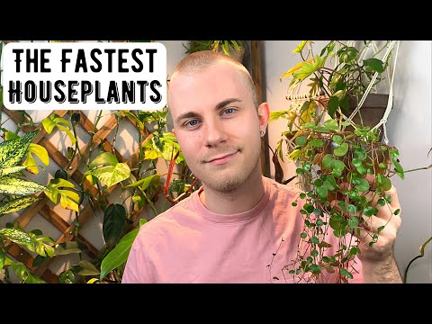 Видео: Самые быстрорастущие комнатные растения