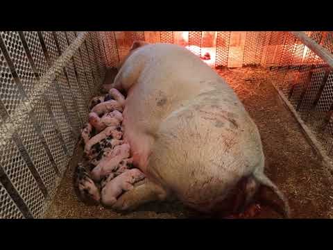 Видео: ‼️## Рекордный опорос 😳 Нового года ##‼️