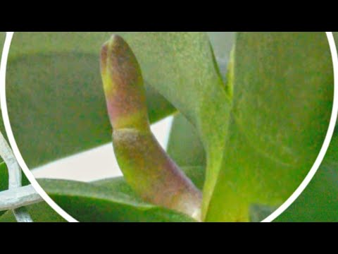 Видео: НАЧНИ орхидеи поливать ЭТИМ! корни ПРОРАСТАЮТ! цветоносы ВЫПУСКАЮТ! орхидеи НА ПИКЕ РОСТА!