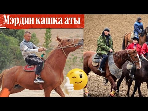 Видео: Кашка аттын баласы 