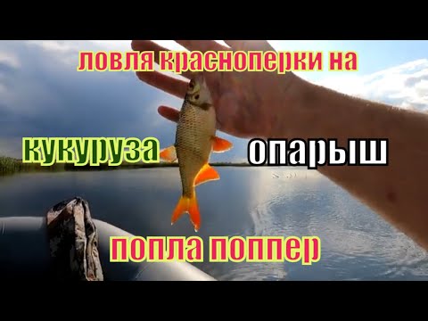 Видео: ЛОВЛЯ КРАСНОПЕРКИ НА ПОПЛА ПОППЕР. КУКУРУЗА ИЛИ ОПАРЫШ ???
