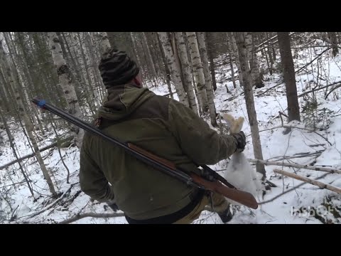 Видео: Охота на зайца , с русско-пегой гончей