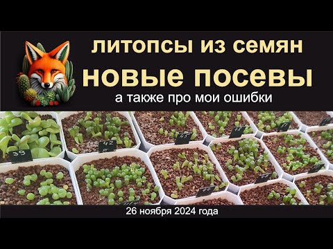 Видео: литопсы из семян НОВЫЕ ПОСЕВЫ а также про мои ошибки 26.11.2024