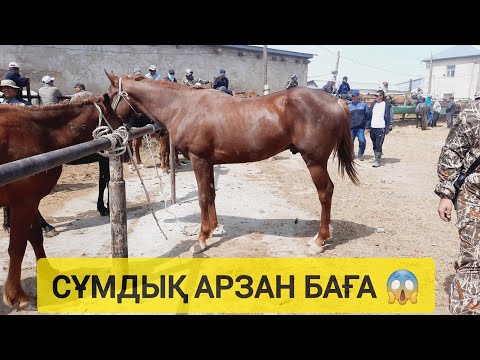 Видео: НЕ ДЕГЕН АРЗАН БАҒА, ҚЫЗЫЛОРДА МАЛ БАЗАРЫ.