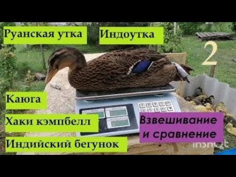Видео: Руанские утки, каюга, хаки кэмпбелл, бегунок, индоутки, обзор и взвешивание в 2 месяца.