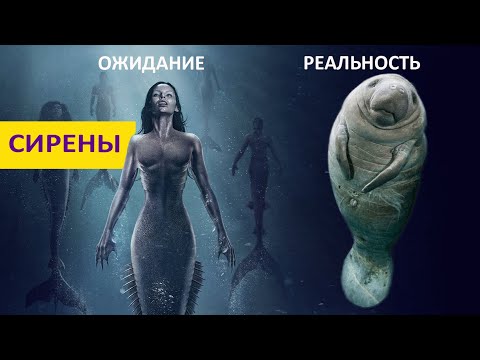 Видео: Сирены: морские девы или родственники слонов? Наталья Носова