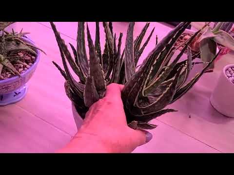 Видео: Overview my Aloe (обзор моих Алое)