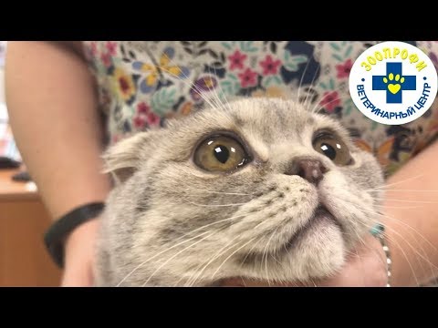 Видео: КАКИЕ МОГУТ БЫТЬ ПОСЛЕДСТВИЯ ПРИ НЕГРАМОТНОМ РАЗВЕДЕНИЯ ПОРОДИСТЫХ КОШЕК?