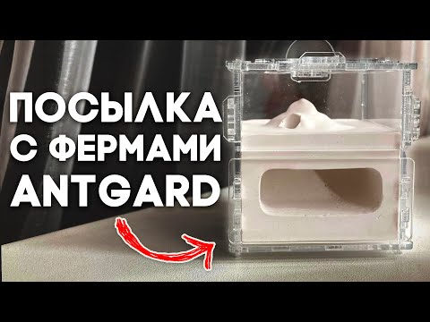 Видео: РАСПАКОВКА ПОСЫЛКИ С ФОРМИКАРИЯМИ ОТ @ColonistAnt // ГИПСОВЫЕ МУРАВЬИНЫЕ ФЕРМЫ // Димон и пумба