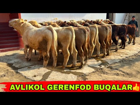 Видео: BUNAQA ARZON BOLMGAN EDI✅✅7 ноября 2025 г.