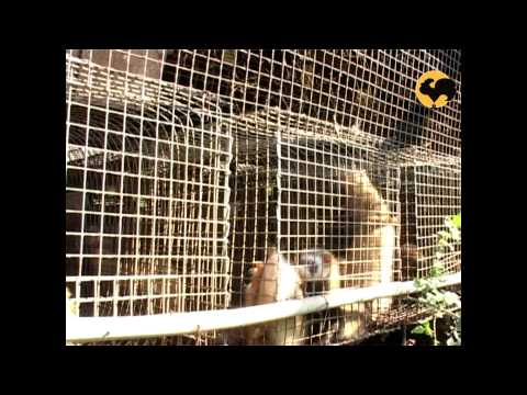 Видео: Звероводство "Русский соболь". Живой дом серия 96.