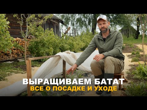 Видео: КОРНЕПЛОД, БОГАТЫЙ ВИТАМИНАМИ И МИНЕРАЛАМИ. Нюансы посадки и выращивания батата.