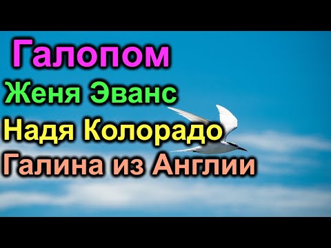 Видео: Галопом. Женя Эванс. Надя Колорадо. Галина из Англии