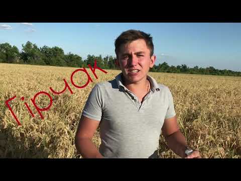 Видео: Вирощування проса біла альтанка no-till.Збирання проса.Досвід широкорядних посівів проса?