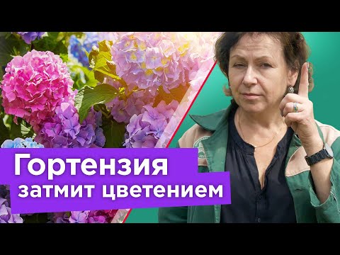 Видео: ГОРТЕНЗИЯ ЦВЕТЕТ ОГРОМНЫМИ ШАПКАМИ, если знать эти нюансы! Подкормка, уход, черенкование гортензии