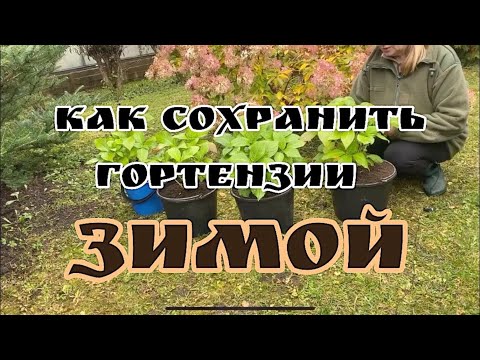 Видео: 🍂КАК СОХРАНИТЬ ГОРТЕНЗИИ ЗИМОЙ!!!🍂