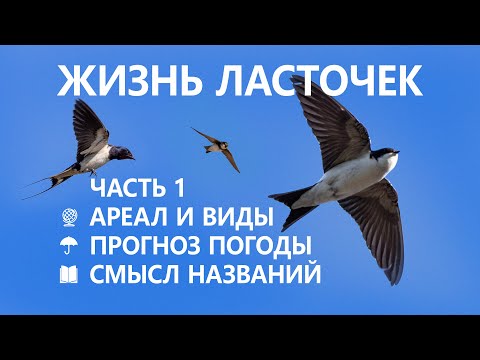 Видео: Жизнь ласточек #1/5. 🌏 Виды и ареалы. 🧾 Смысл названий
