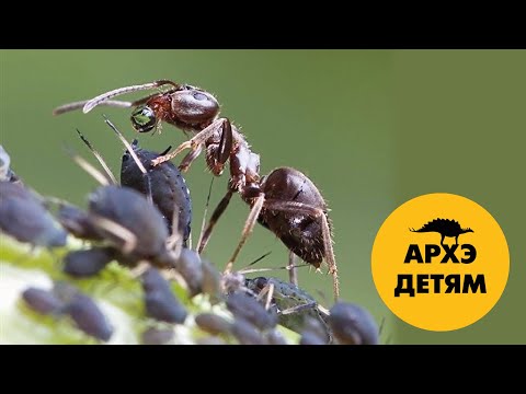 Видео: Мутуализм-2. Взаимопомощь у беспозвоночных животных | Вадим Марьинский (выпуск 20)