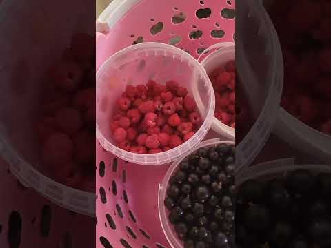 Видео: Дачные зарисовки лета 2025