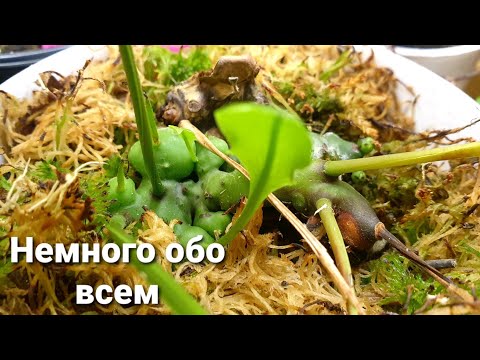 Видео: Выкапываем кислицу 🌿 микрозелень 🌿 полив