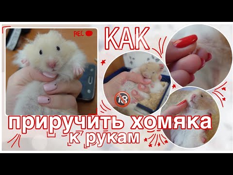 Видео: КАК ПРИРУЧИТЬ ХОМЯКА К РУКАМ? / Dasha Alekseeva