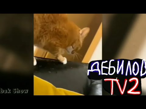 Видео: (ДЕБИЛОВ ТВ 2) Кот Хулиган!