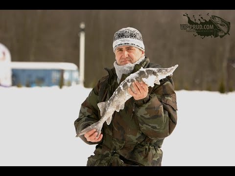 Видео: Ловля осетра.Ловля осетра зимой на платном пруду. Зимняя ловля осетра.