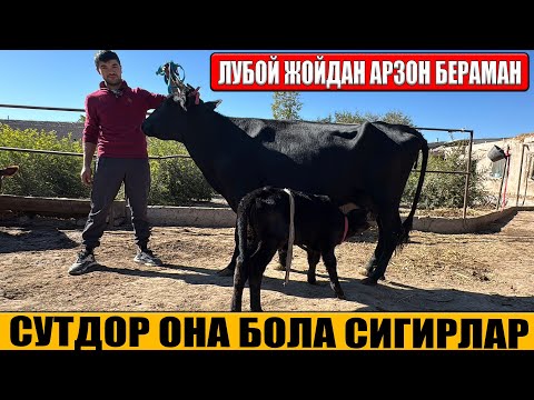 Видео: СУТДОР ОНА БОЛА ВА БУГОЗ СИГИРЛАР АРЗОН НАРДА